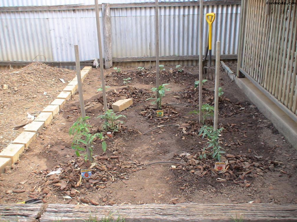 trying to make veggie patch grow :'( 20-10-06