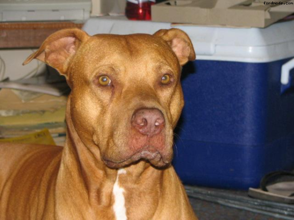 my red nose pit bull car alarm 40kgs of protection