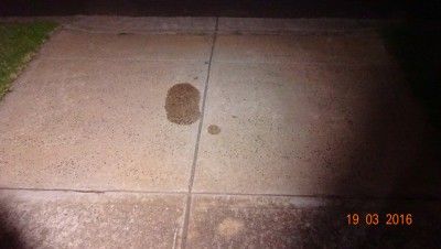 DrivewayPuddle.jpg