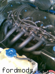 wild cat extractors