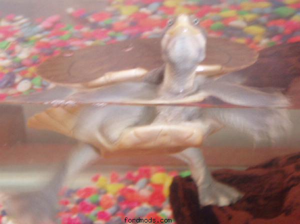 R.I.P -Jimmy the Turtle-